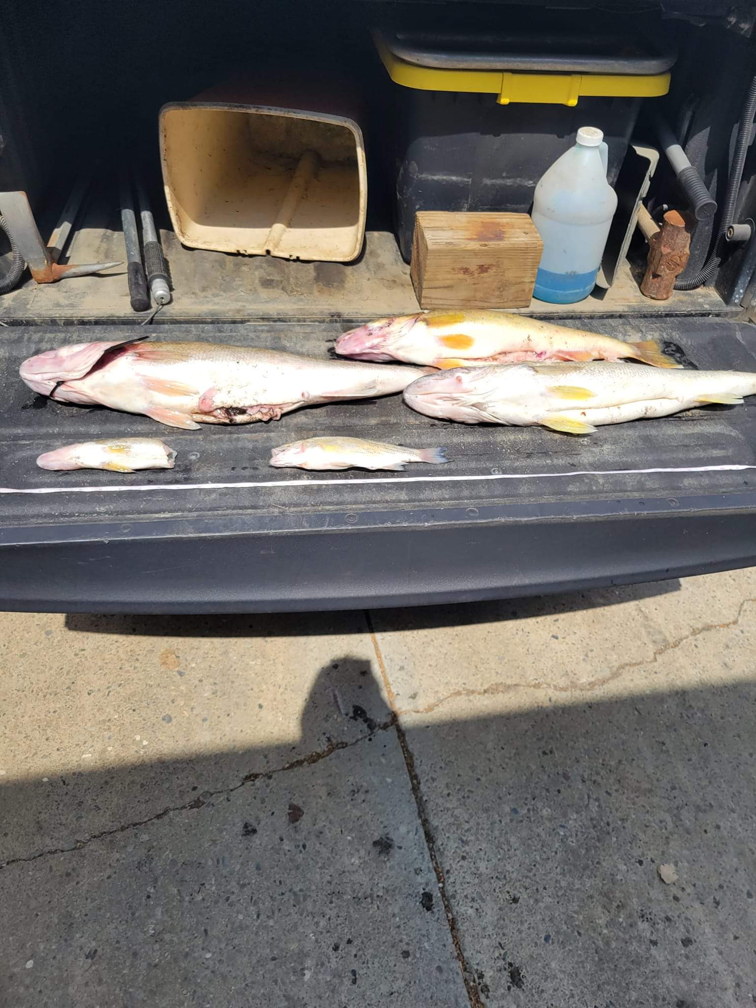 Latest drama at city marina tied to fishing tourney | News, Sports, Jobs - Vimarsana News